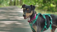 Ein Hund mit schwarz-braunem Fell auf einem Waldweg 