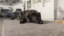 Hund mit schwarz-braunem langem Fell liegt auf einem Teppich 