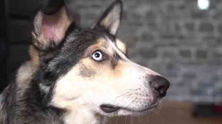 Hund mit eisblauen Augen in seitlicher Nahaufnahme 