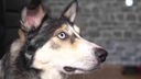 Hund mit eisblauen Augen in seitlicher Nahaufnahme 