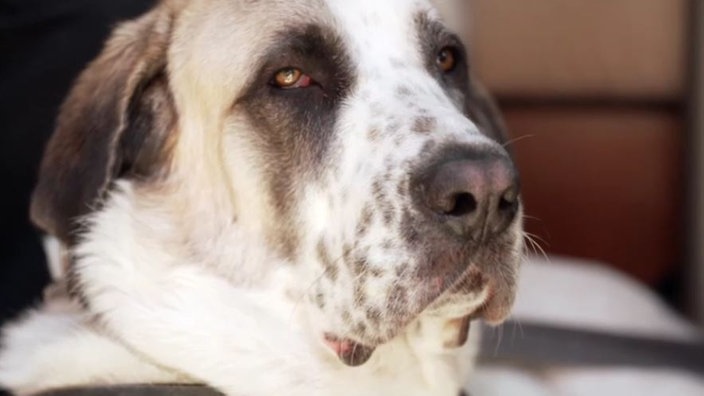 Ein Hund mit braun-weißem Fell in Nahaufnahme 