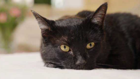 Eine Katze mit schwarzem Fell liegt auf einem hellen Untergrund 
