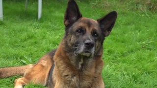 Ein Hund mit schwarz-braunem Fell auf einer Wiese 