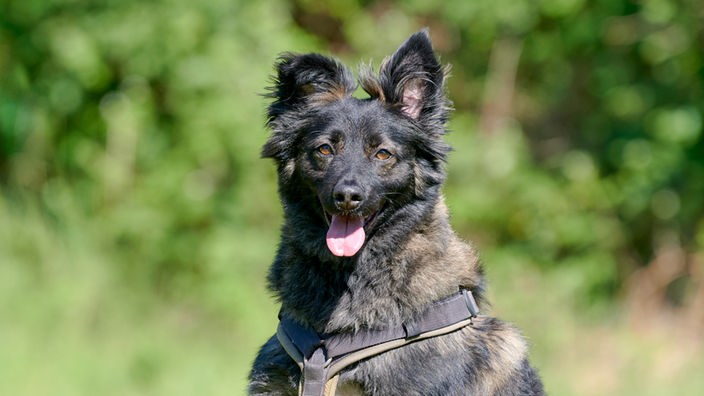 Schwarz-brauner Hund mit flauschigem Fell 