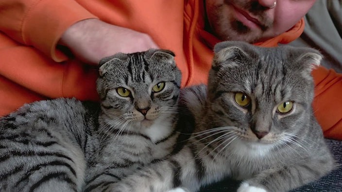 Zwei grau getigerte Katzen