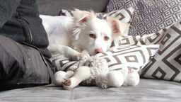 Weißer Hund liegt auf einer grauen Couch mit hellen Kuscheltieren 