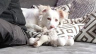 Weißer Hund liegt auf einer grauen Couch mit hellen Kuscheltieren 