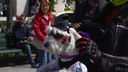 Weißer Hund in Biker-Ausrüstung sitzt auf einem Motorrad