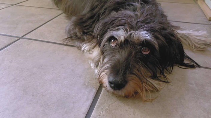 Braun-grauer Hund mit langem lockigen Fell liegt auf hellen Fliesen und schaut in die Kamera