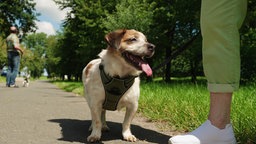 Ein kleiner braun-weißer Hund geht Gassi, im Hintergrund ist ein Park zu sehen 