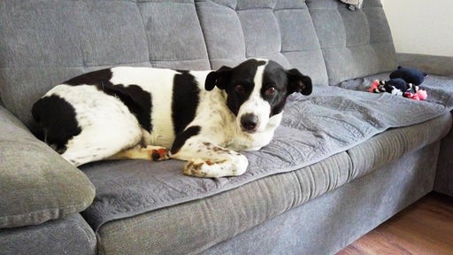 Schwarz-weißer Hund liegt auf einer grauen Couch