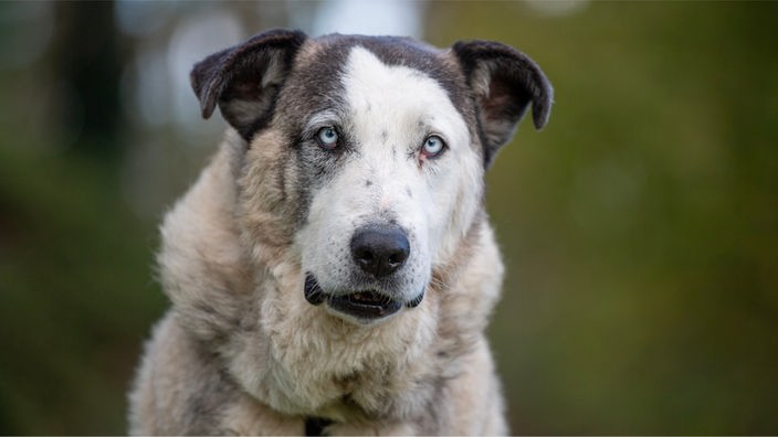 Großer Hund mit dichtem, beigefarbenem Fell, schwarzen Ohren und blauen Augen in Nahaufnahme