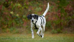 Großer weiß-gecheckter Hund mit einem schwarzen Geschirr rennt über eine Wiese