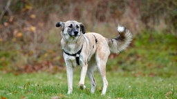 Ein Hund mit braun-weißem Fell auf einer Wiese 