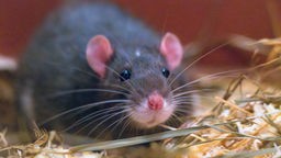 Ratte mit grau gestromtem Fell in Nahaufnahme 