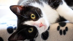 Nahaufnahme einer schwarz-weißen Katze mit gelb-grünen Augen