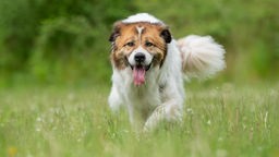 Großer braun-weißer Hund mit langem Fell läuft hechelnd über eine Wiese