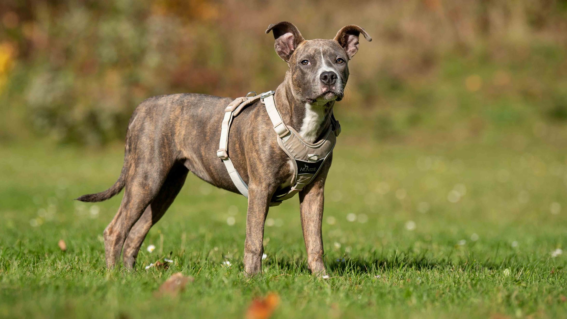 Liebevoller on sale RUBY ❤️ a.d. Tierschutz sucht seine Menschen