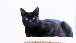 Schwarze Katze mit hellgrünen Augen, der Hintergrund ist hell