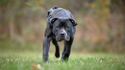 Hund mit schwarzem Fell und weißen Flecken läuft geduckt über eine Wiese 