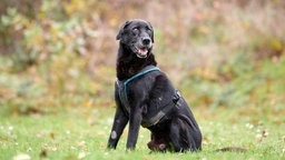 Ein Hund mit schwarzem Fell sitzt auf einer Wiese 