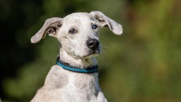 Ein weiß-grauer Hund mit einem grauen Auge und einem blauen Halsband 