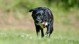 Schwarz-weißer Hund mit rotem Geschirr läuft über eine Wiese