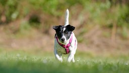 Kleiner schwarz-weißer Hund mit lila Geschirr läuft über eine Wiese