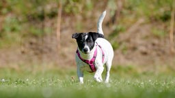 Kleiner schwarz-weißer Hund mit lila Geschirr läuft über die Wiese