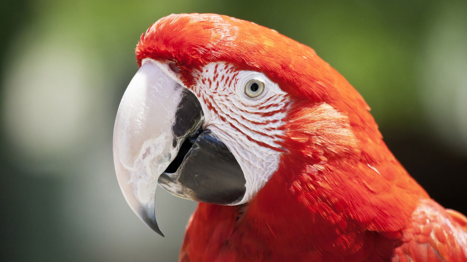 vögel papageien  voegel  natur  planet wissen