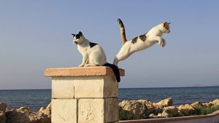 Zwei Katzen auf einer Mauer. Eine davon springt herunter. 