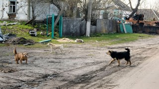 Hunde in der Ukraine 