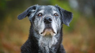 Nahaufnahme eines schwarzen alten Hundes mit einer grauen Schnauze