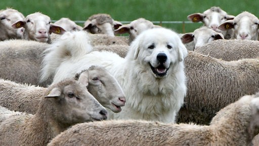 Ein weißer Herdenschatzhund steht in einer Herde voller Schafe