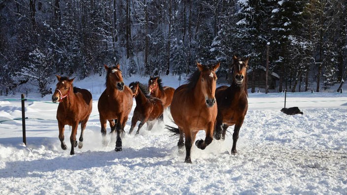 Braune Pferde laufen über eine schneebedeckte Koppel, im Hintergrund sind hohe Tannen zu sehen