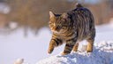 Eine getigerte Katze rennt über Schnee 