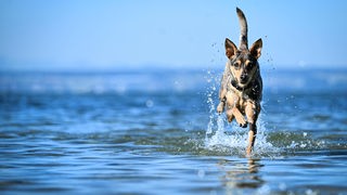 Ein braun gestromter Hund hüpft durch das Meer