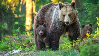 Eine Bärenmama mit ihren kleinen Kindern in einem Wald