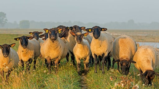 Eine Schafherde auf einer Wiese, die Schafe haben dunkle Köpfe