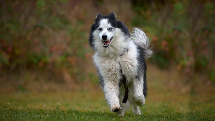 Ein schwarz-weißer großer Hund rennt über eine Wiese