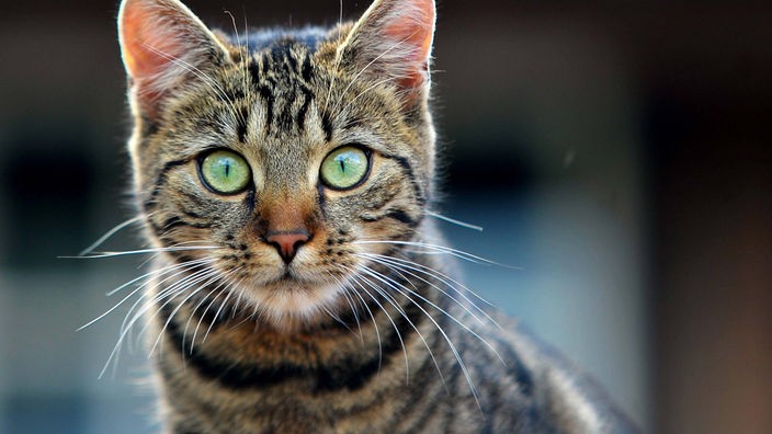 Portrait einer getigerten Katzen mit grünen Augen