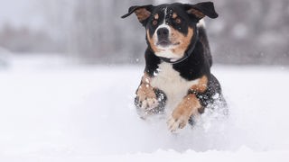 Ein braun-schwarzer Hund springt durch den Schnee