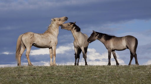 Drei wilde graue Pferde stehen auf einer Wiese, der Himmel ist bedrohlich dunkel