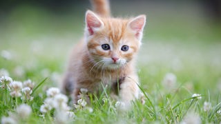 Ein braun getigertes Kätzchen läuft über eine Wiese