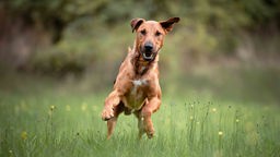 Hund mit braunem kurzem Fell läuft über eine Wiese 