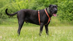 Großer schwarzer Hund mit einem roten Geschirr und zerknautschtem Gesicht steht seitlich auf einer Wiese