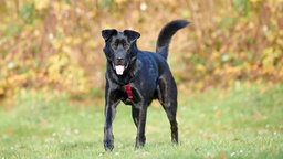 Ein Hund mit schwarzem Fell steht hechelnd auf einer Wiese 