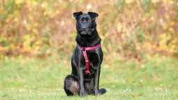 Ein Hund mit schwarzem Fell sitzt auf einer Wiese 