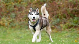 Ein Hund mit weiß-grauem flauschigem Fell steht hechelnd auf einer Wiese 