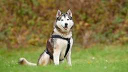 Ein Hund mit weiß-grauem flauschigem Fell sitzt auf einer Wiese 